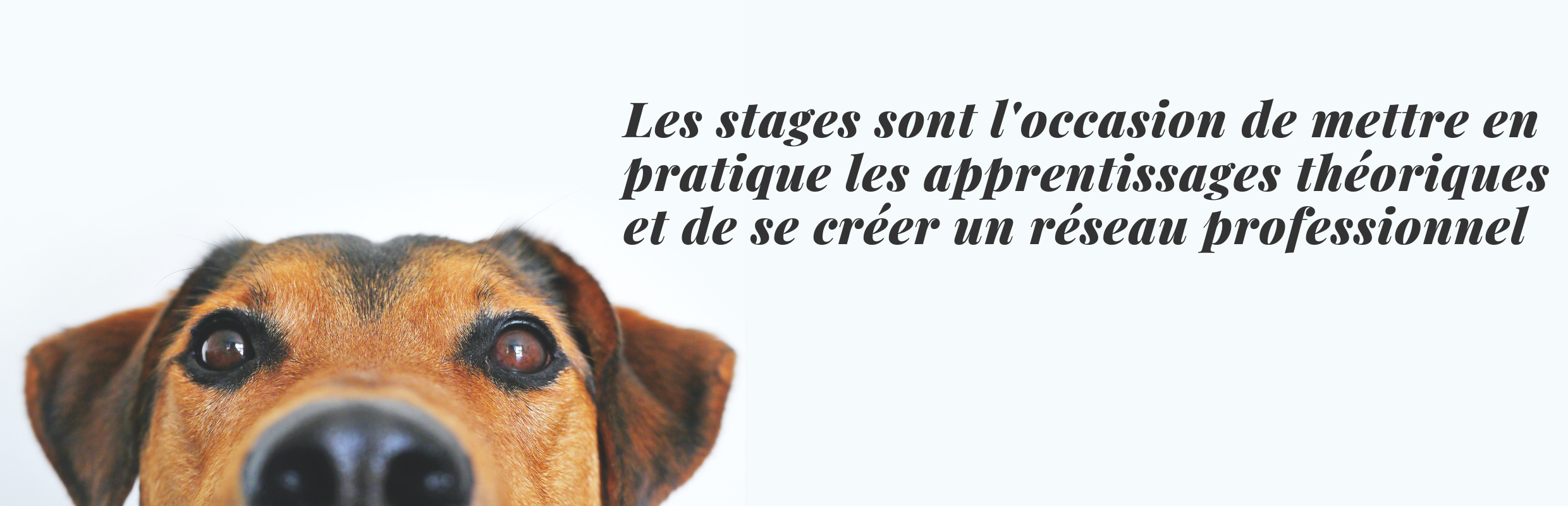 Les Stages Supveto Paris